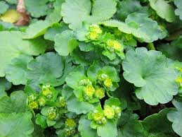 Attēlu rezultāti vaicājumam “Chrysosplenium alternifolium leaf”