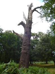 Attēlu rezultāti vaicājumam “Buglossoporus quercinus”