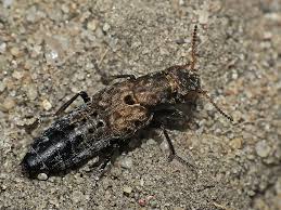 Attēlu rezultāti vaicājumam “Ontholestes murinus”