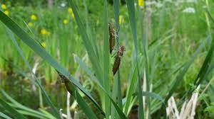 Attēlu rezultāti vaicājumam “Tenthredo scrophulariae exuvia”