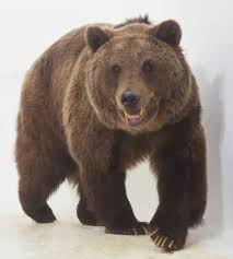 Attēlu rezultāti vaicājumam “Ursus arctos”