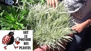 Attēlu rezultāti vaicājumam “Holcus mollis”