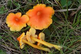 Attēlu rezultāti vaicājumam “Hygrocybe acutoconica”