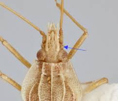 Attēlu rezultāti vaicājumam “Acalypta carinata”