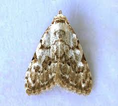 Attēlu rezultāti vaicājumam “Nola confusalis”