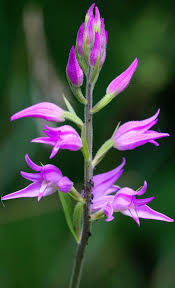 Attēlu rezultāti vaicājumam “Cephalanthera rubra bud”