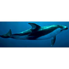 Image result for Lagenorhynchus albirostris