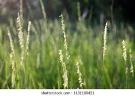 Attēlu rezultāti vaicājumam “Elytrigia repens flower”