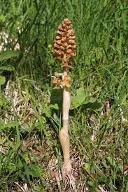 Attēlu rezultāti vaicājumam “Neottia nidus-avis”