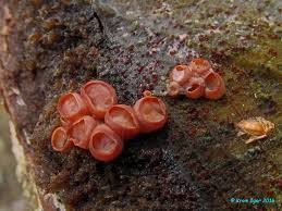 Attēlu rezultāti vaicājumam “Craterocolla cerasi”