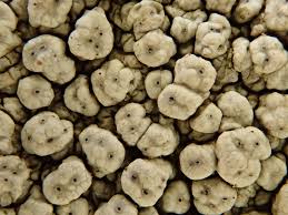 Attēlu rezultāti vaicājumam “Pertusaria flavida”