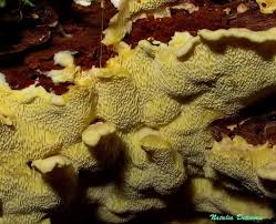 Attēlu rezultāti vaicājumam “Flaviporus citrinellus”