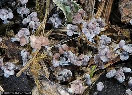 Attēlu rezultāti vaicājumam “Physarum obscurum sessile”