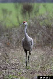 Image result for Grus canadensis