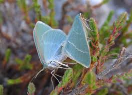 Attēlu rezultāti vaicājumam “Chlorissa viridata”