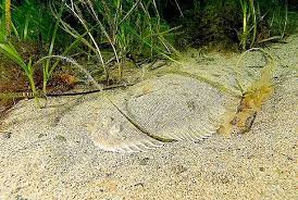 Image result for Microstomus kitt