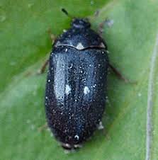 Attēlu rezultāti vaicājumam “Attagenus pellio”