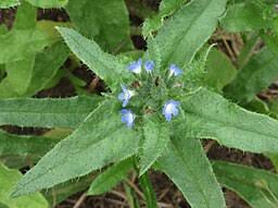 Attēlu rezultāti vaicājumam “Anchusa arvensis leaf”