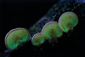 Attēlu rezultāti vaicājumam “Panellus stipticus”