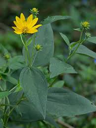 Attēlu rezultāti vaicājumam “Helianthus tuberosus flower”