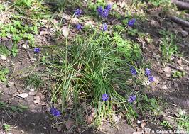 Attēlu rezultāti vaicājumam “Muscari neglectum”