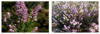 Attēlu rezultāti vaicājumam “Calluna vulgaris flower”