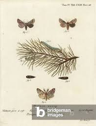 Attēlu rezultāti vaicājumam “Panolis flammea”