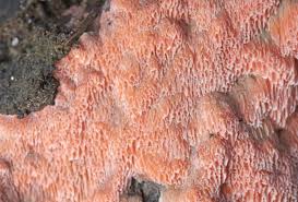 Attēlu rezultāti vaicājumam “Rhodonia placenta”