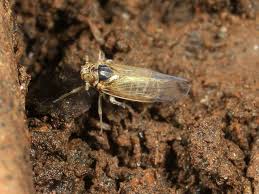 Attēlu rezultāti vaicājumam “Javesella pellucida”