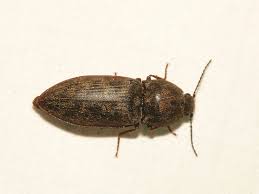 Attēlu rezultāti vaicājumam “Prosternon tessellatum”