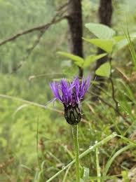 Image result for Flockenblume