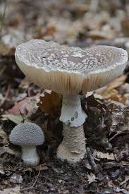 Attēlu rezultāti vaicājumam “Amanita excelsa”