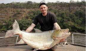 Image result for Goliath Tigerfish