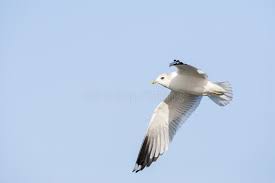 Attēlu rezultāti vaicājumam “Larus canus adult”