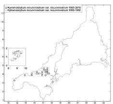 Attēlu rezultāti vaicājumam “Hymenostylium recurvirostrum macro”