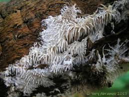 Attēlu rezultāti vaicājumam “Hydnocristella himantia”