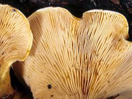 Attēlu rezultāti vaicājumam “Phyllotopsis nidulans”