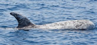 Image result for Grampus griseus