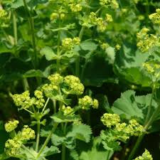 Image result for Alchemilla mollis