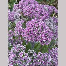 Attēlu rezultāti vaicājumam “Sedum acre bud”