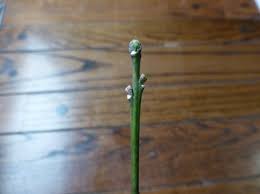 Attēlu rezultāti vaicājumam “Euonymus europaeus bud”