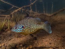 Image result for Lepomis gibbosus