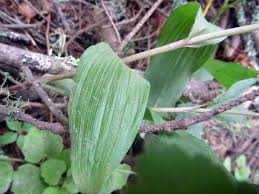 Attēlu rezultāti vaicājumam “Epipactis helleborine leaf”