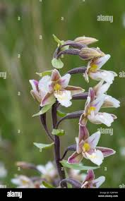 Attēlu rezultāti vaicājumam “Epipactis palustris”