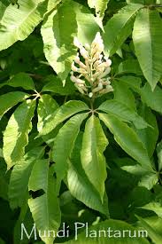 Attēlu rezultāti vaicājumam “Aesculus x neglecta”