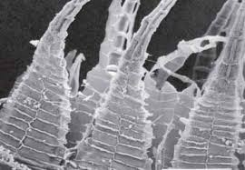 Attēlu rezultāti vaicājumam “Bryum funkii cells”