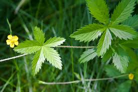 Attēlu rezultāti vaicājumam “Potentilla erecta leaf”