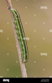 Attēlu rezultāti vaicājumam “Ceramica pisi larva”