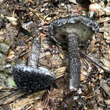 Attēlu rezultāti vaicājumam “Strobilomyces strobilaceus”