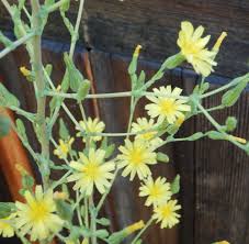 Attēlu rezultāti vaicājumam “Lactuca sativa flower”